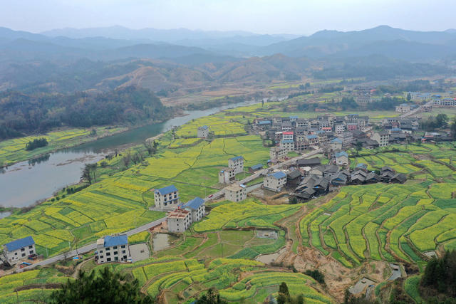 美丽 乡村 旅游 稻油 轮作 花海 经济
