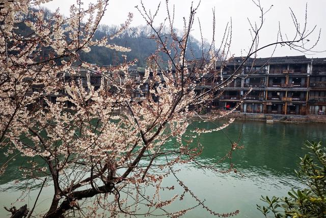  游客   凤凰古城  沱江  河畔  樱花  盛开 