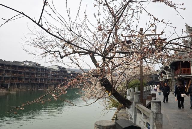  游客   凤凰古城  沱江  河畔  樱花  盛开 