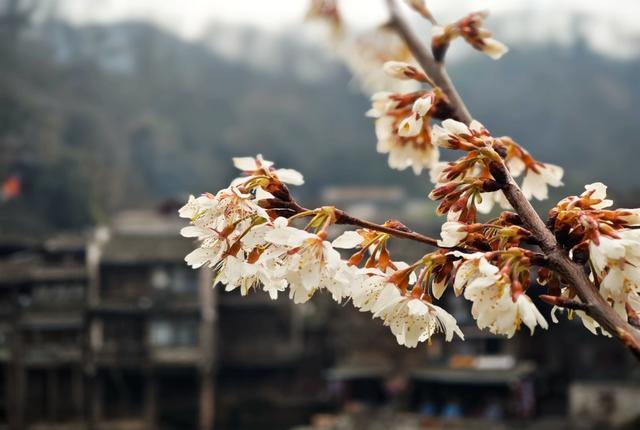  游客   凤凰古城  沱江  河畔  樱花  盛开 