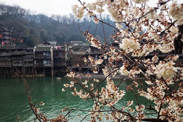  游客   凤凰古城  沱江  河畔  樱花  盛开 