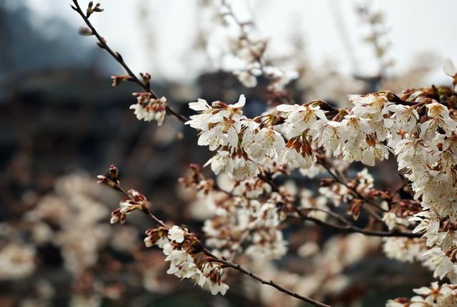  游客   凤凰古城  沱江  河畔  樱花  盛开 
