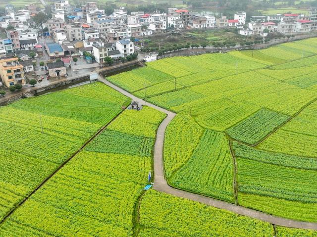 油菜
春色
道县
春天
产业
