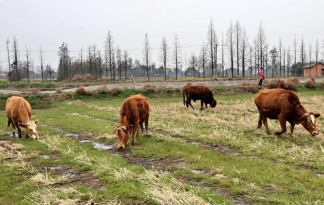 绿色囗养牛口效益囗好