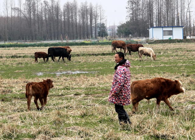 绿色囗养牛口效益囗好