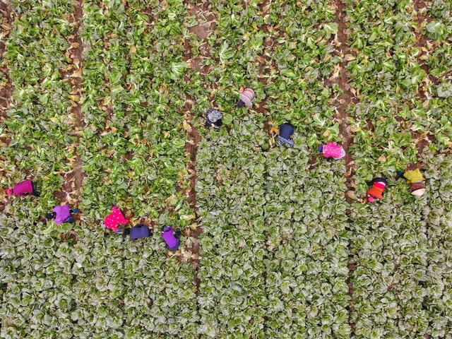 喜获丰收 芥菜 合作社