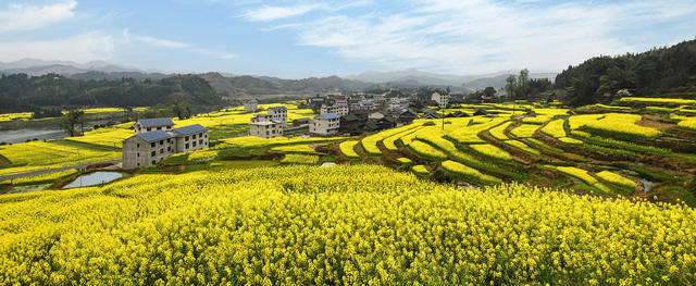 田野上的油菜花竞相开放