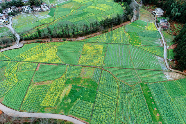 湖南桂东 春 画 全溪村 油菜花