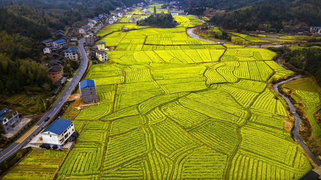 通道 乡村 油菜 花开 春色 美