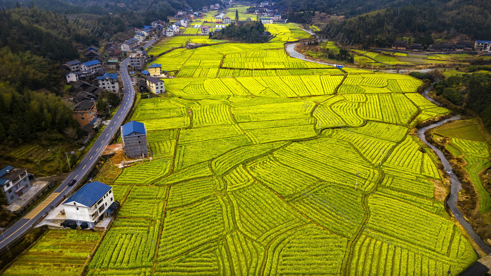 通道 乡村 油菜 花开 春色 美