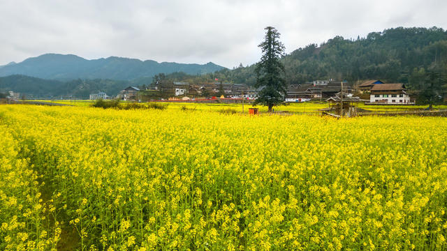 通道 乡村 油菜 花开 春色 美