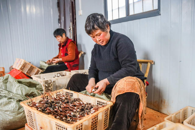 鸡枞菌 蔬菜 种植 采收 农业
