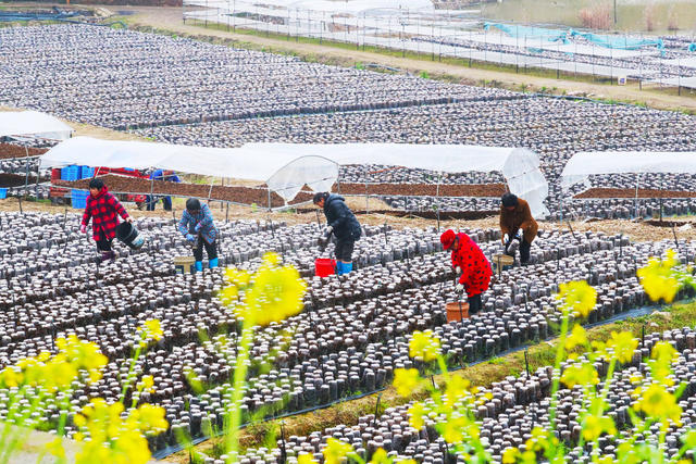 木耳  采收  菜花  农事