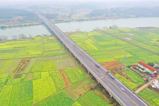 春色 油菜花 公路