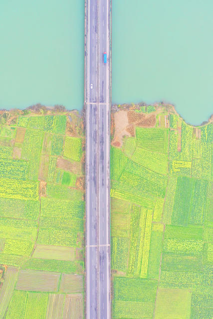 春色 油菜花 公路