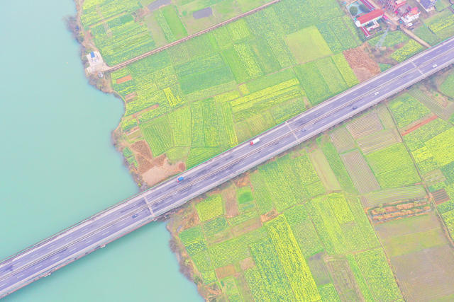 春色 油菜花 公路