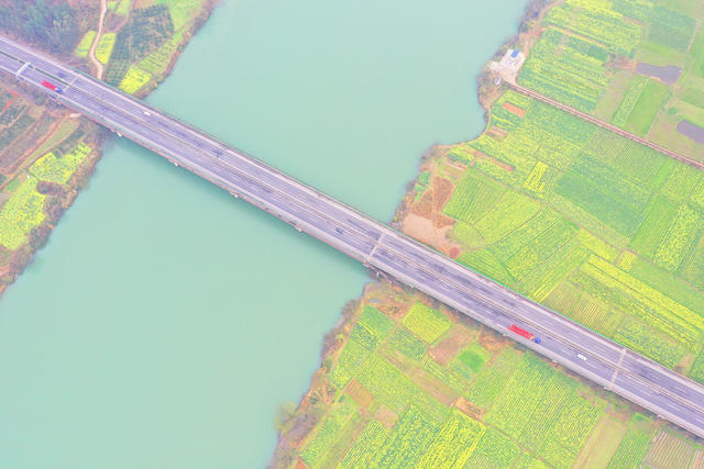 春色 油菜花 公路
