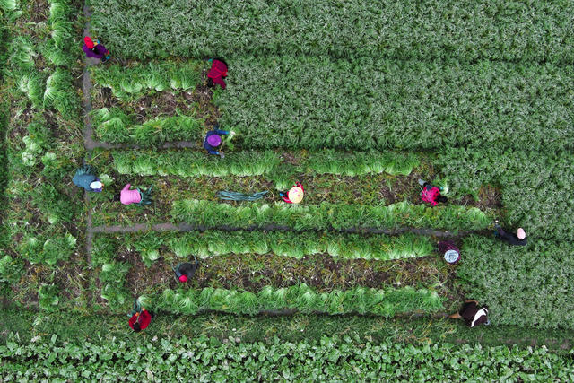 春耕   春管  务农
劳作
农机
蔬菜
