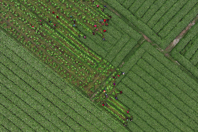 春耕   春管  务农
劳作
农机
蔬菜
