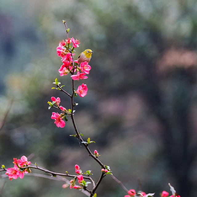 海棠花开，醉游人，烈士公园