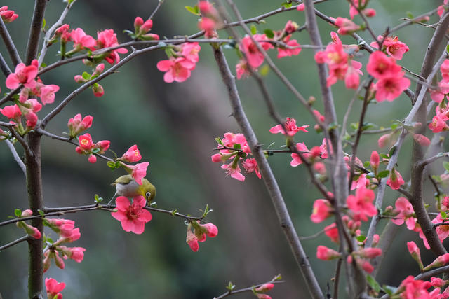 海棠花开，醉游人，烈士公园