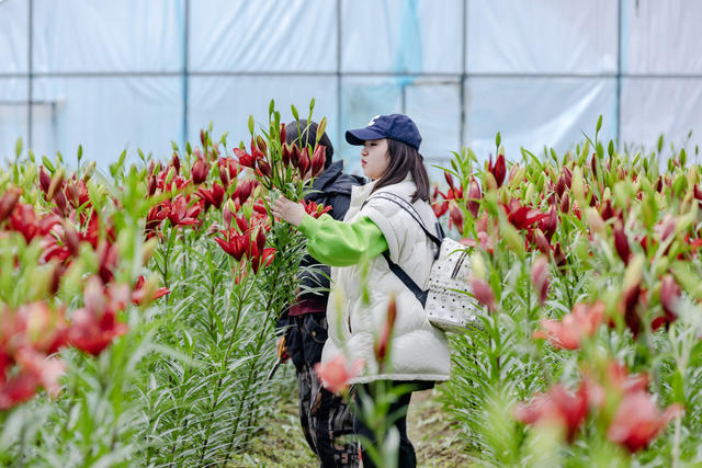 吉首 百合花 乡村振兴