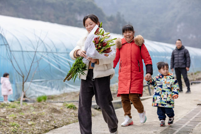 吉首 百合花 乡村振兴