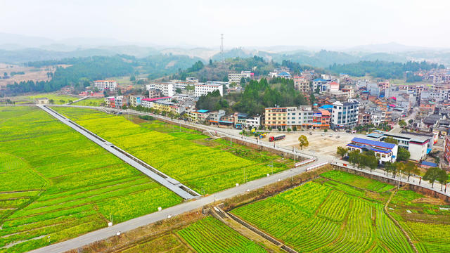 油菜花  乡村  旅游  红色