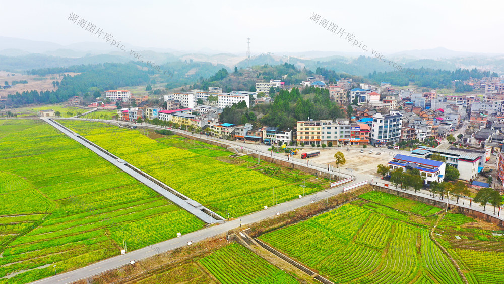 油菜花  乡村  旅游  红色