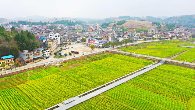 油菜花  乡村  旅游  红色