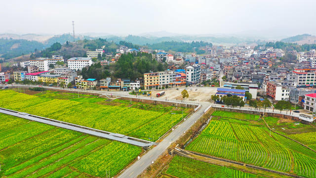 油菜花  乡村  旅游  红色
