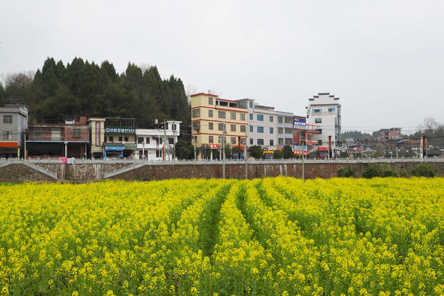油菜花  乡村  旅游  红色