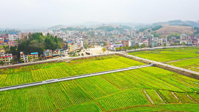 油菜花  乡村  旅游  红色