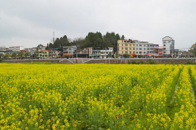 油菜花  乡村  旅游  红色