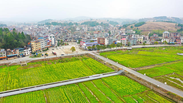 油菜花  乡村  旅游  红色