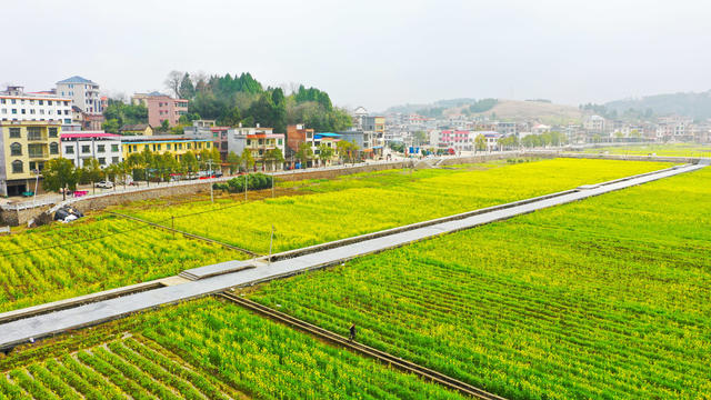 油菜花  乡村  旅游  红色
