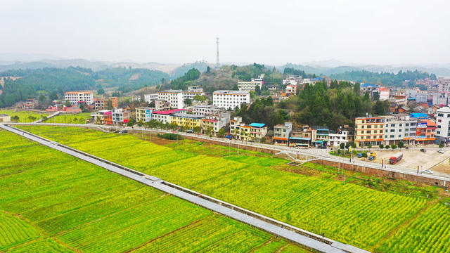油菜花  乡村  旅游  红色