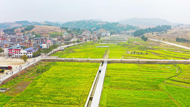 油菜花  乡村  旅游  红色