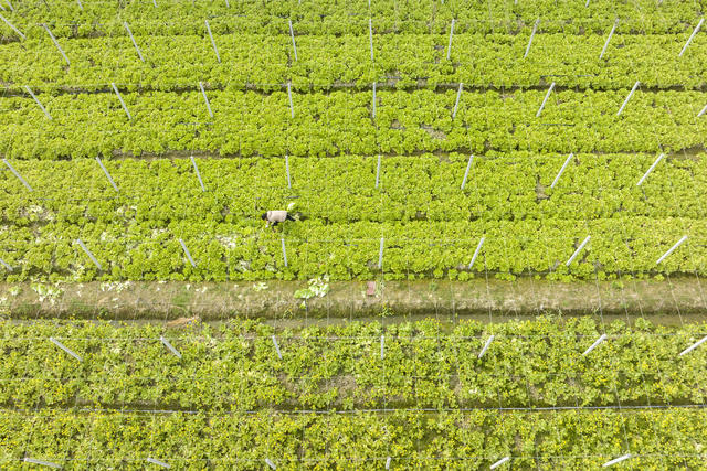 湖南娄底 抓农时 农民 增收 管护采收 春耕备耕
