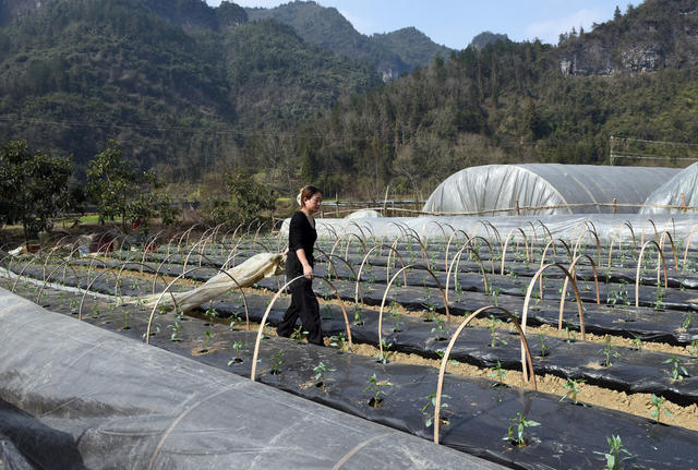 春种 果蔬  农民