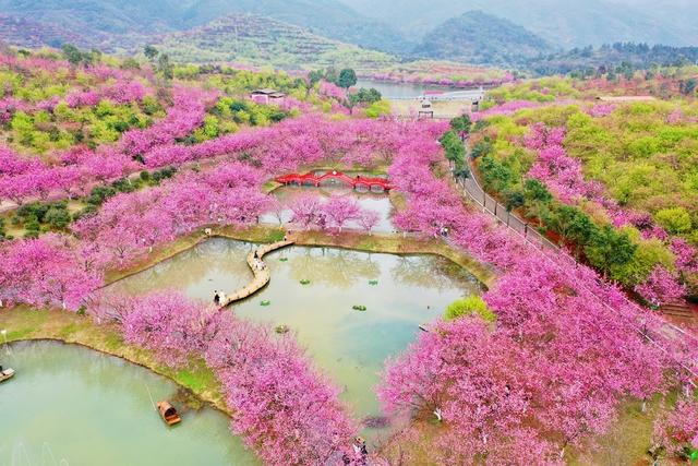 常宁 樱花