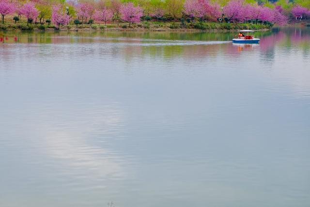 常宁 樱花