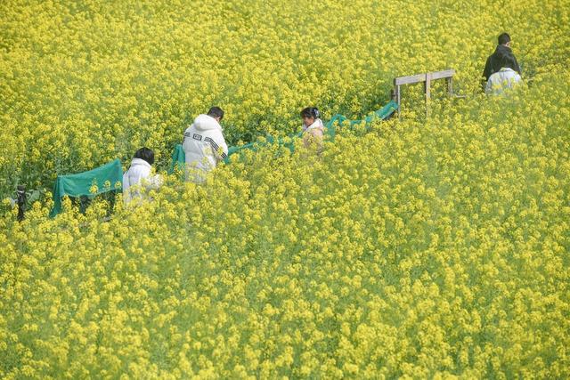 踏青
赏花
油菜花
春日
江华