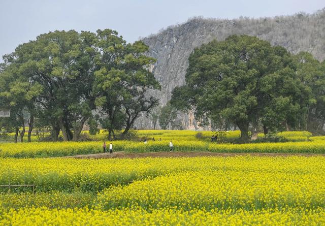 踏青
赏花
油菜花
春日
江华