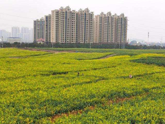 赏春 油菜花  农村 田野