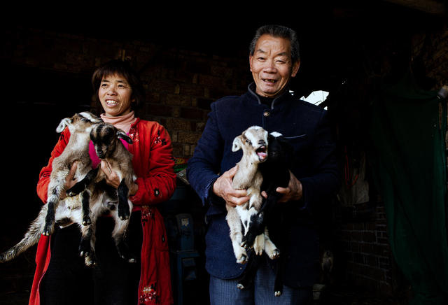 养羊    特色    赚钱 