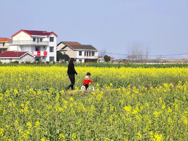 油菜花 旅游 春天