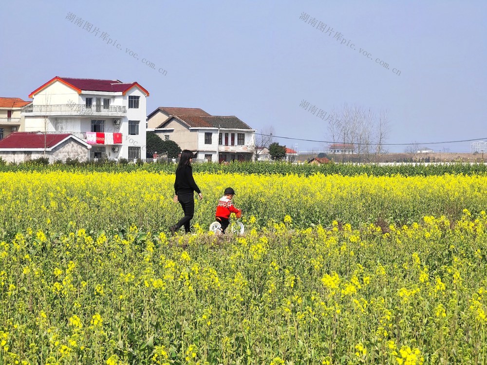 油菜花 旅游 春天
