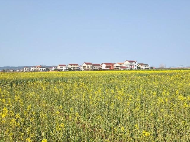 油菜花 旅游 春天