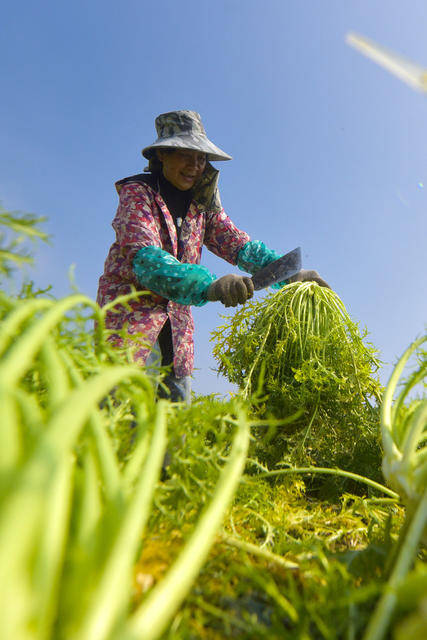 农户  农民 村民  农业  春耕  春收  蔬菜 